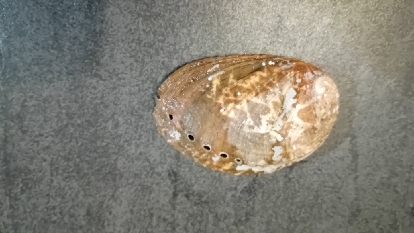 Brûle encens - Coquille d'ormeau naturelle