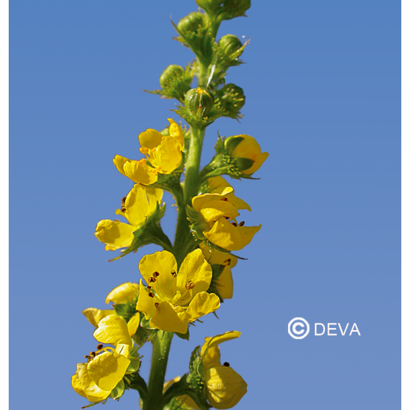 Aigremoine - Agrimony - Fleurs de Bach n°1 - Elixir Floral Deva