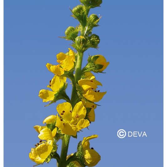 Aigremoine - Agrimony - Fleurs de Bach n°1 - Elixir Floral Deva