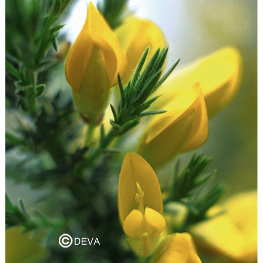 Ajonc - Gorse - Fleurs de Bach n°13 - Elixir Floral Deva