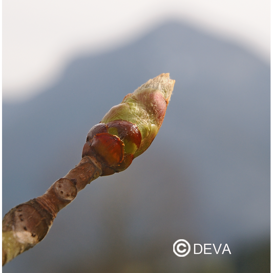 Bourgeons de Marronier - Fleurs de Bach n°7 - Elixir Floral Deva