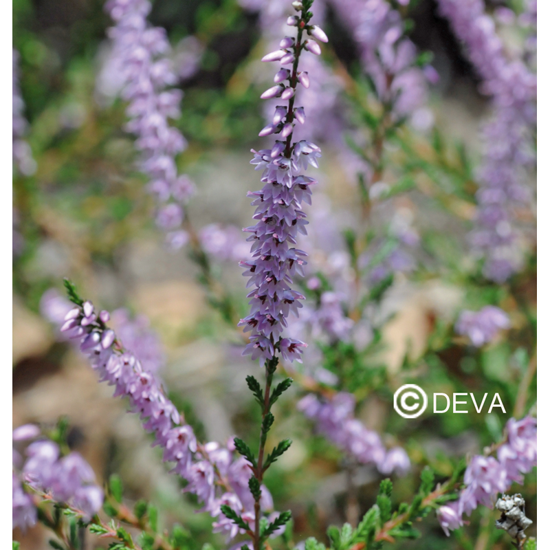 Bruyere - Heather - Fleurs de Bach n°14 - Elixir Floral Deva