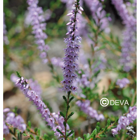 Bruyere - Heather - Fleurs de Bach n°14 - Elixir Floral Deva