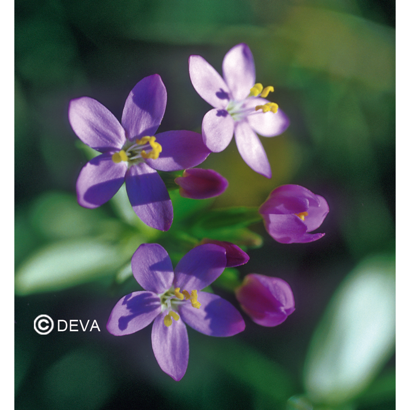 Centauree - Centaury - Fleurs de Bach n°4 - Elixir Floral Deva