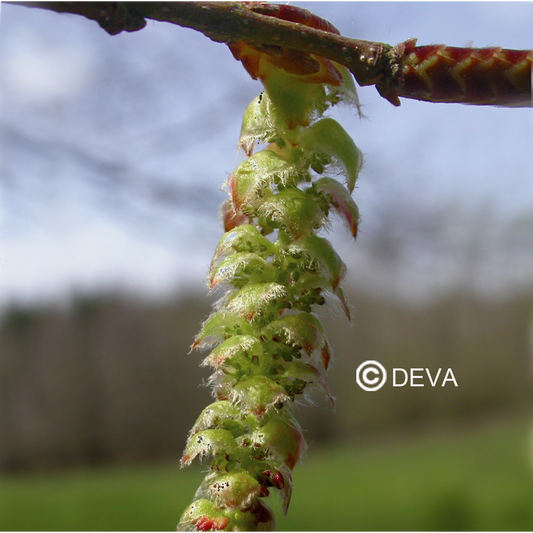 Charme - Hornbeam - Fleurs de Bach n°17 - Elixir Floral Deva