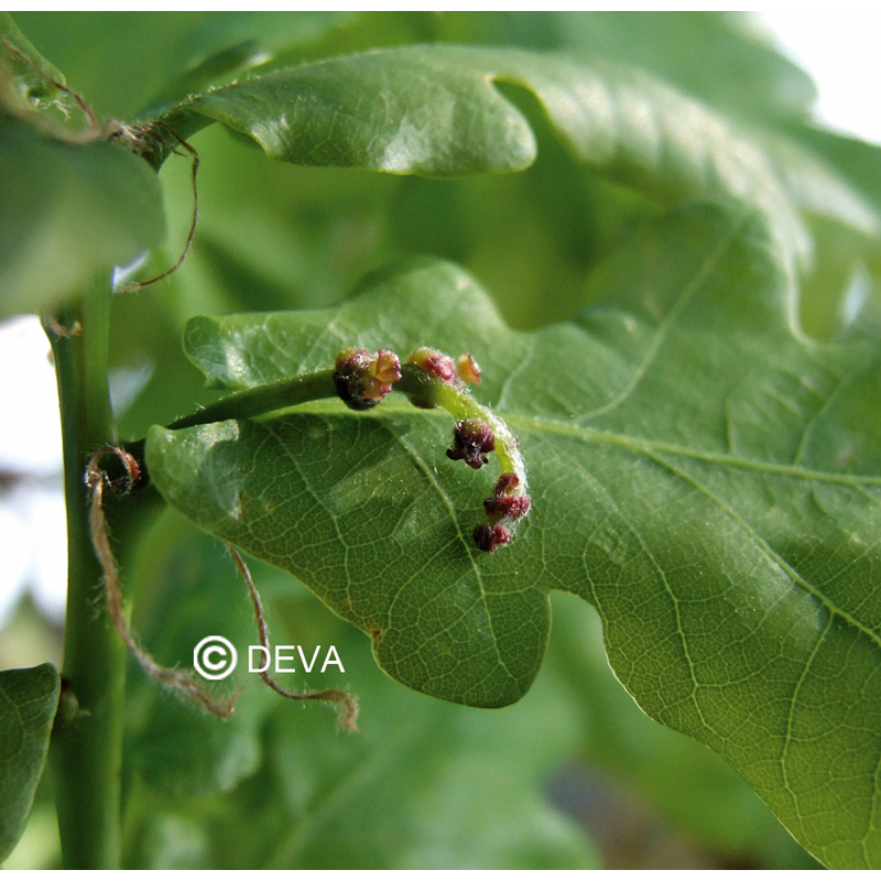 Chêne - Oak - Fleurs de Bach n°22 - Elixir Floral Deva