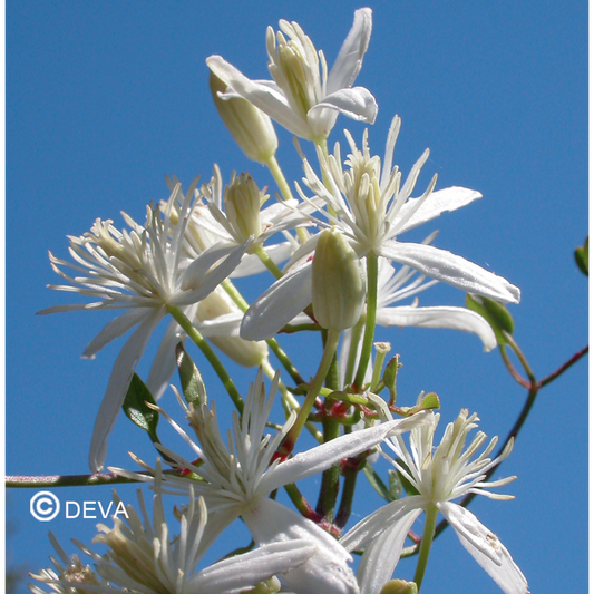 Clematite - Clematis - Fleurs de Bach n°9 - Elixir Floral Deva