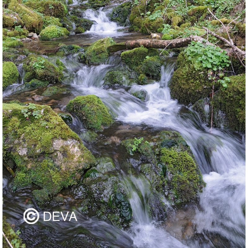 Eau de Roche - Rock Water - Fleurs de Bach n°27 - Elixir Floral Deva