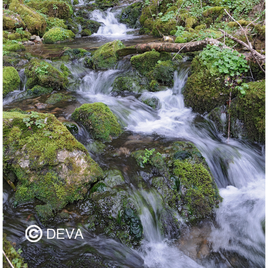 Eau de Roche - Rock Water - Fleurs de Bach n°27 - Elixir Floral Deva