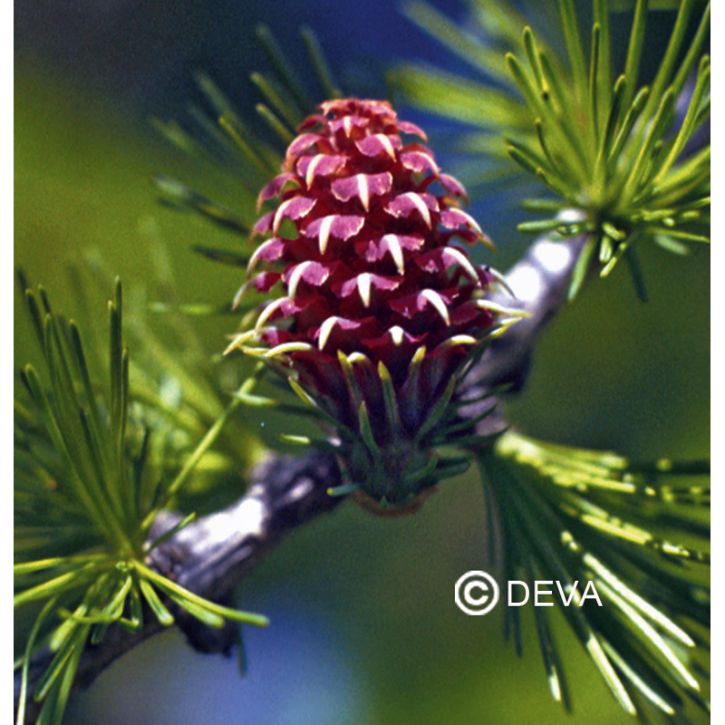 Mélèze - Larch - Fleurs de Bach n°19 - Elixir Floral Deva