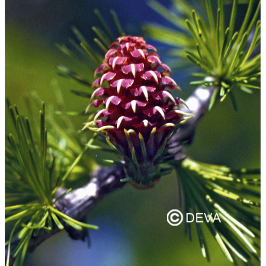 Mélèze - Larch - Fleurs de Bach n°19 - Elixir Floral Deva