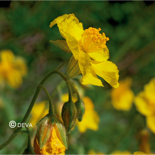 Heliantheme - Rock Rose - Fleurs de Bach n°26 - Elixir Floral Deva