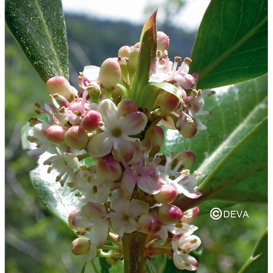 Houx - Holly - Fleurs de Bach n°15 - Elixir Floral Deva
