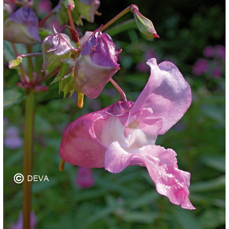 Impatiente - Impatiens - Fleurs de Bach n°18 - Elixir Floral Deva