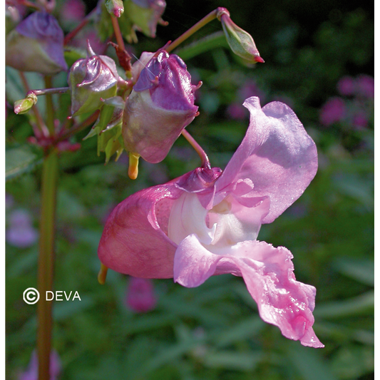 Impatiente - Impatiens - Fleurs de Bach n°18 - Elixir Floral Deva