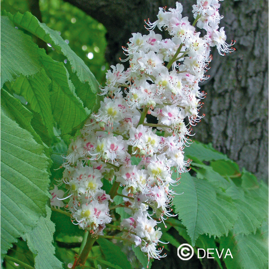 Marronnier Blanc - White Chestnut - Fleurs de Bach n°35 - Elixir Floral Deva