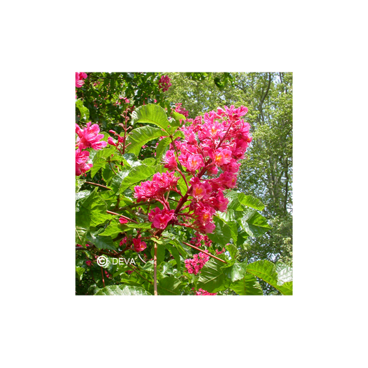 Marronnier Rouge - Red Chestnut - Fleurs de Bach n°25 - Elixir Floral Deva