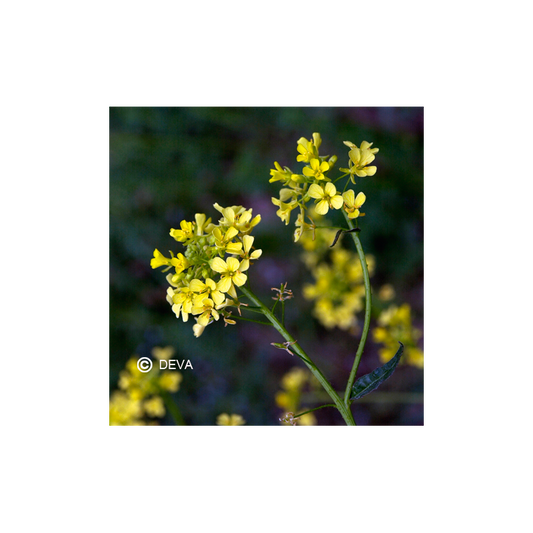 Moutarde - Mustard - Fleurs de Bach n°21 - Elixir Floral Deva