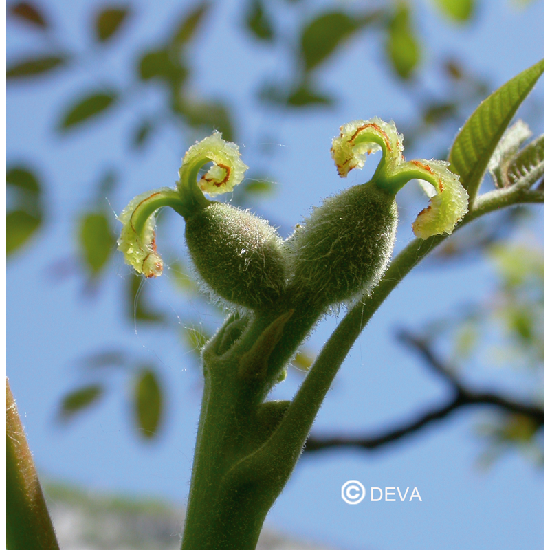 Noyer - Walnut - Fleurs de Bach n°33 - Elixir Floral Deva