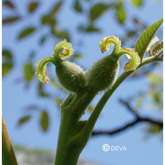 Noyer - Walnut - Fleurs de Bach n°33 - Elixir Floral Deva