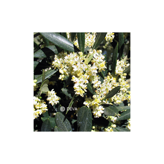 Olivier - Olive - Fleurs de Bach n°23 - Elixir Floral Deva