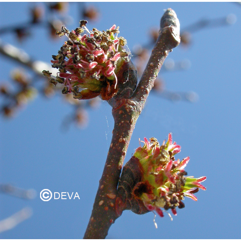 Orme - Elm - Fleurs de Bach n°11 - Elixir Floral Deva