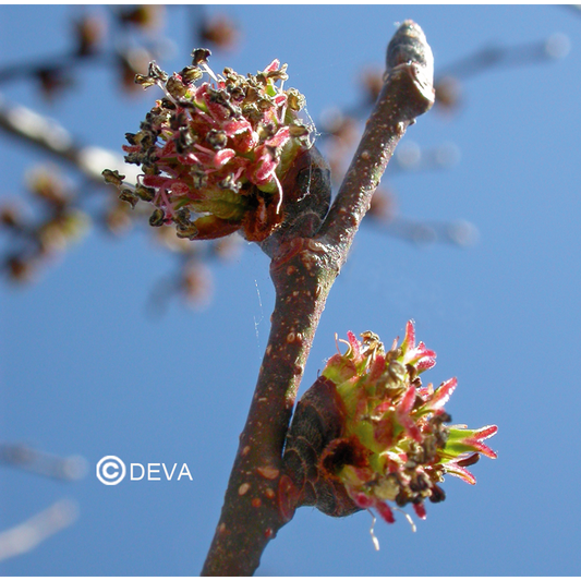 Orme - Elm - Fleurs de Bach n°11 - Elixir Floral Deva