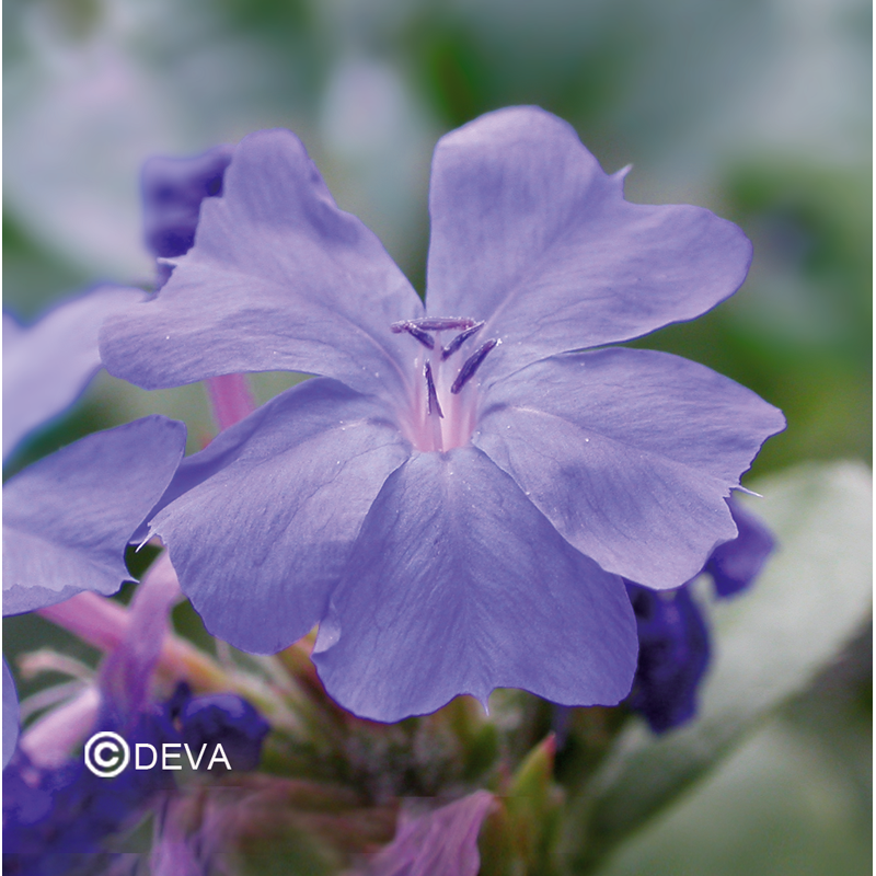 Plumbago - Cerato - Fleurs de Bach n°5 - Elixir Floral Deva
