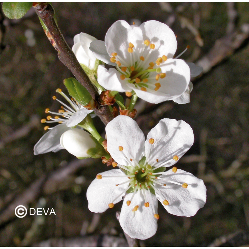 Prunus - Cherry Plum- Fleurs de Bach n°6 - Elixir Floral Deva