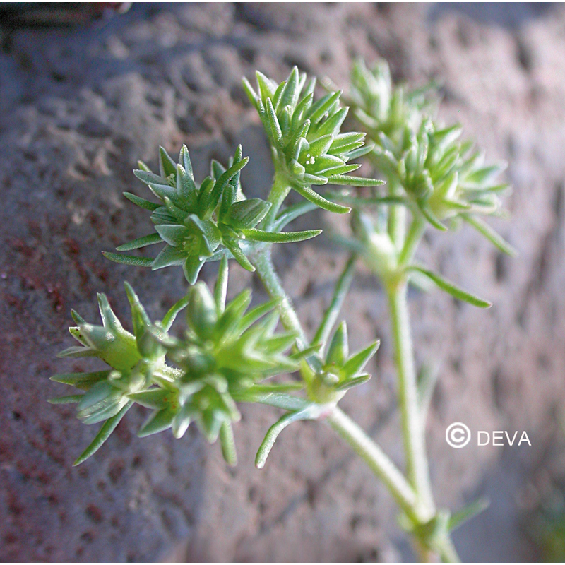 Scleranthus- Fleurs de Bach n°28 - Elixir Floral Deva