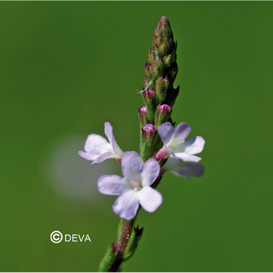 Verveine - Fleurs de Bach n°31 - Elixir Floral Deva