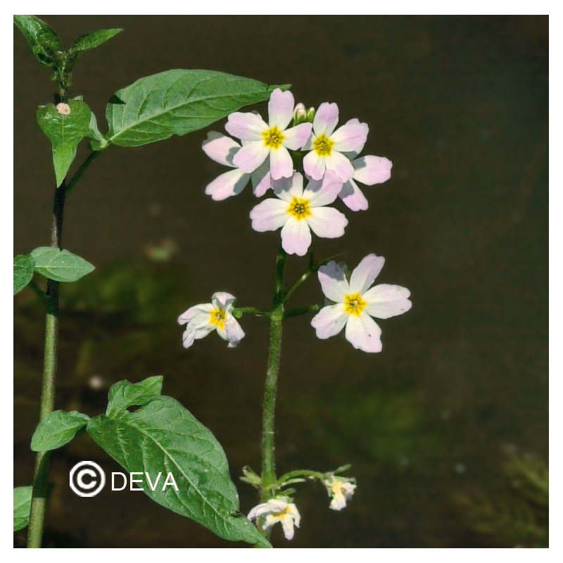 Violette d'eau - Fleurs de Bach n°34 - Elixir Floral Deva