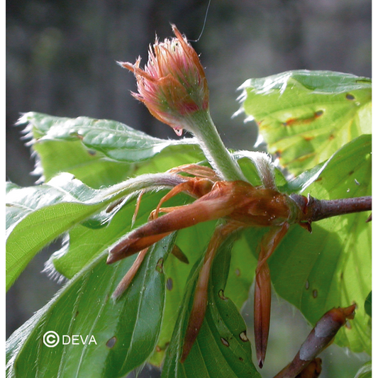 Hetre - Beech - Fleurs de Bach n°3 - Elixir Floral Deva