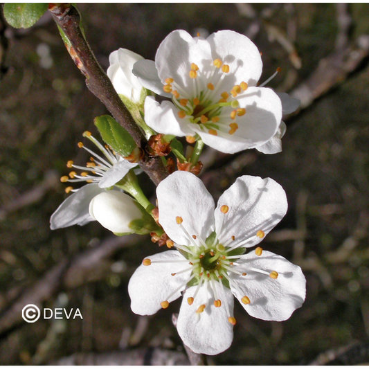 Prunus - Cherry Plum- Fleurs de Bach n°6 - Elixir Floral Deva