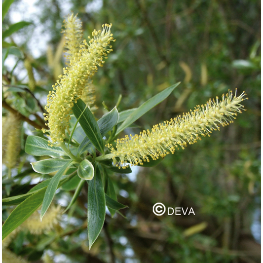 Saule - Willow - Fleurs de Bach n°38 - Elixir Floral Deva
