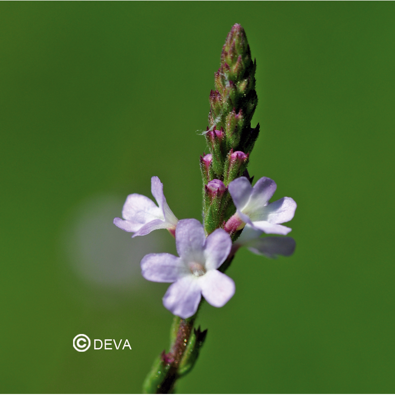 Verveine - Fleurs de Bach n°31 - Elixir Floral Deva